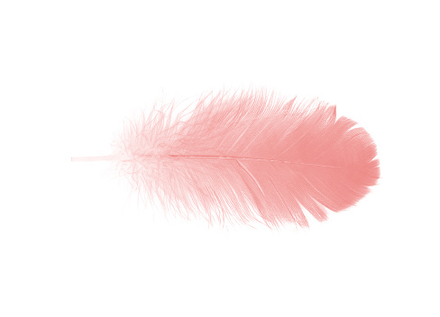pink feather isolated on white background