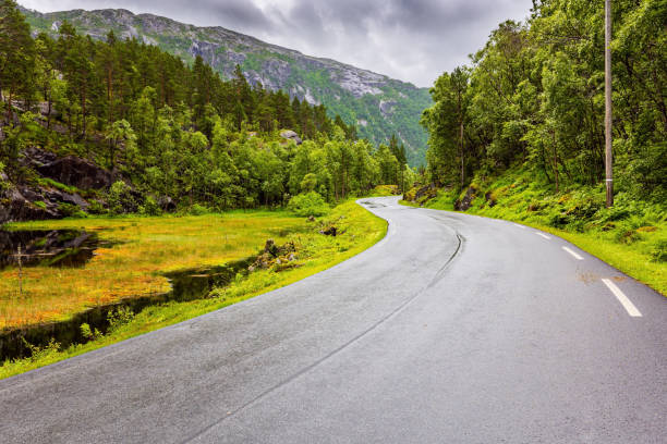 istock The picturesque green forest 1436300007