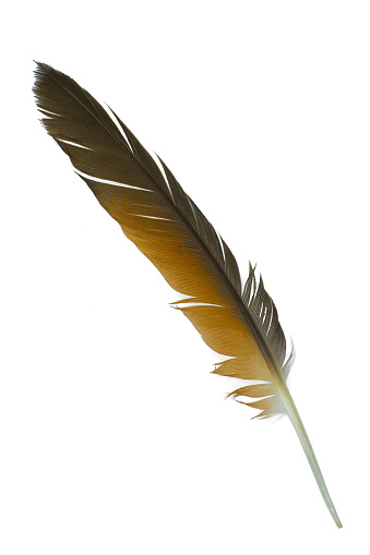 Beautiful eagle feather isolated on white background