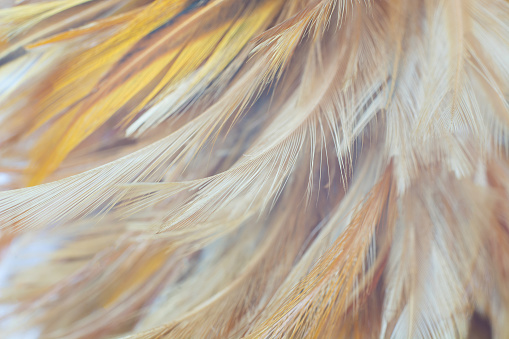 eagle feather texture pattern for background