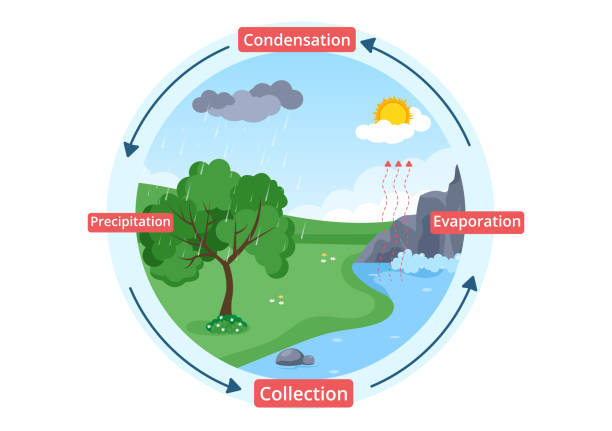stockillustraties, clipart, cartoons en iconen met water cycle of evaporation, condensation, precipitation to collection in earth natural environment on flat cartoon hand drawn template illustration - waterkringloop
