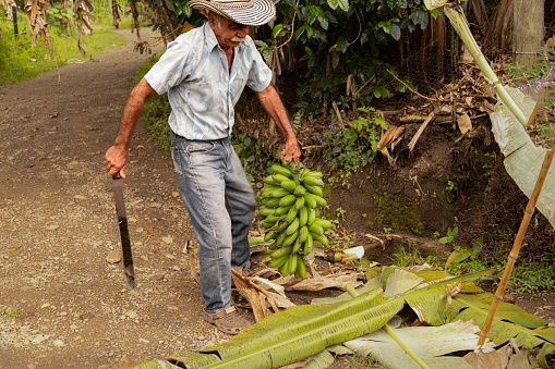 Guaduas Colombia 8 de Diciembre 2020
Peasant man with a bunch of bananas and machete in his hand