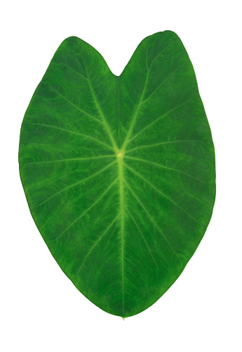 Green caladium leaf on white background , like image of heart with clipping path