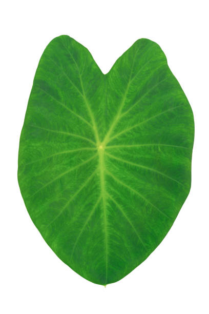 istock Green caladium leaf on white background , like image of heart with clipping path 1436307316