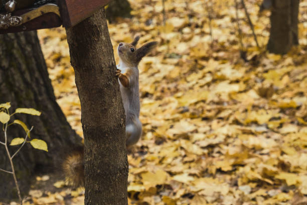 Squirrel in autumn park scene portrait