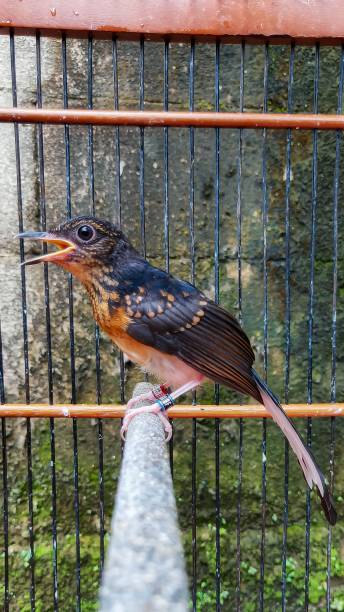 istock young magpie in black and brown 1436307452