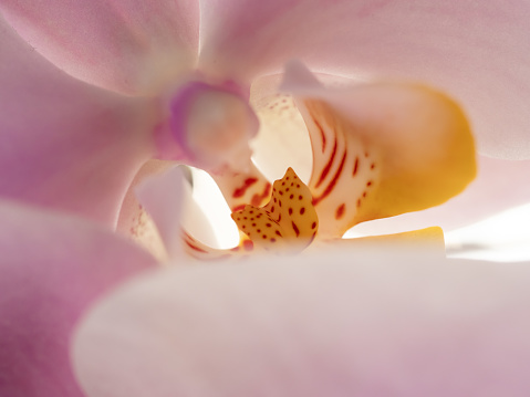 Close up orchid flower