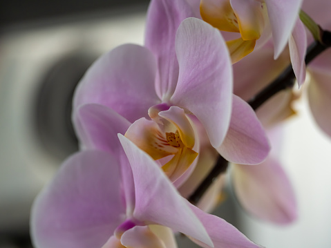 Close up orchid flower