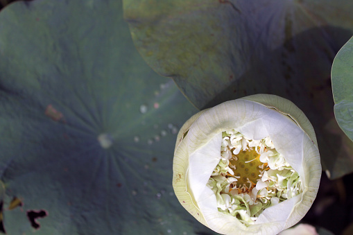 tropical white lotus, water lotus bud close up with taro leaves as copy space
