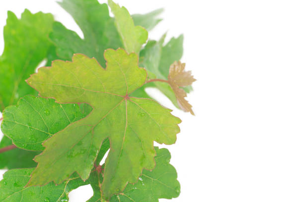 istock Branch of vine leaf grape on white background with copy space 1436308227