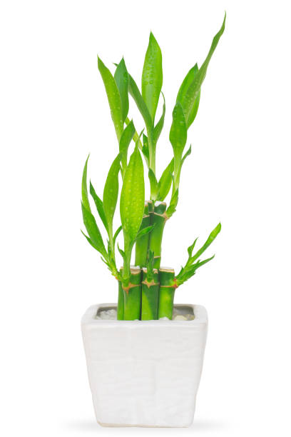 istock Lucky bamboo in white pot isolate on white background with chipping path 1436308796