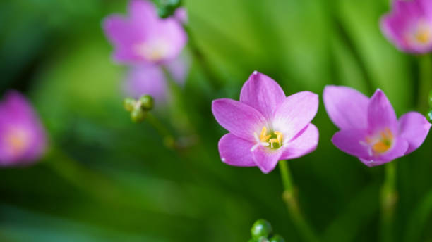 Beautiful Pink rain Lily (Zephyranthes rosea), planted in a row along the marble pathway in the flower garden. Beautiful Pink rain Lily (Zephyranthes rosea), planted in a row along the marble pathway in the flower garden. Pink blooming flower. zephyranthes rosea stock pictures, royalty-free photos & images