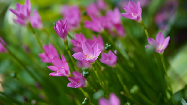 Beautiful Pink rain Lily (Zephyranthes rosea), planted in a row along the marble pathway in the flower garden. Beautiful Pink rain Lily (Zephyranthes rosea), planted in a row along the marble pathway in the flower garden. Pink blooming flower. zephyranthes rosea stock pictures, royalty-free photos & images