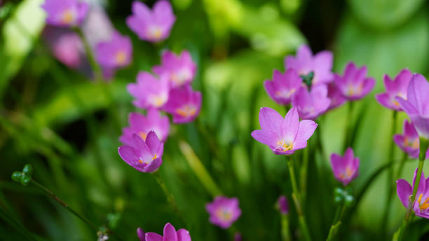 Beautiful Pink rain Lily (Zephyranthes rosea), planted in a row along the marble pathway in the flower garden. Beautiful Pink rain Lily (Zephyranthes rosea), planted in a row along the marble pathway in the flower garden. Pink blooming flower. white rain lily stock pictures, royalty-free photos & images