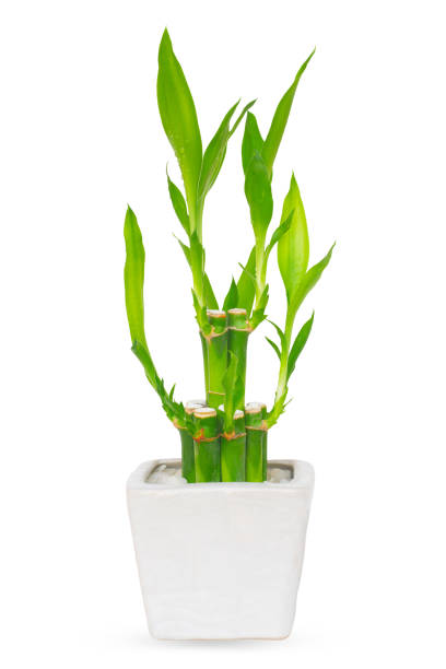 istock Lucky bamboo in white pot isolate on white background with chipping path 1436308859