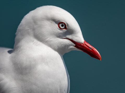 Close up seagull portrait
