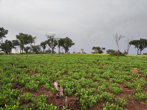 Peanut plantation fields on the Dande and Dindefelo plateau in Kedougou, Senegal