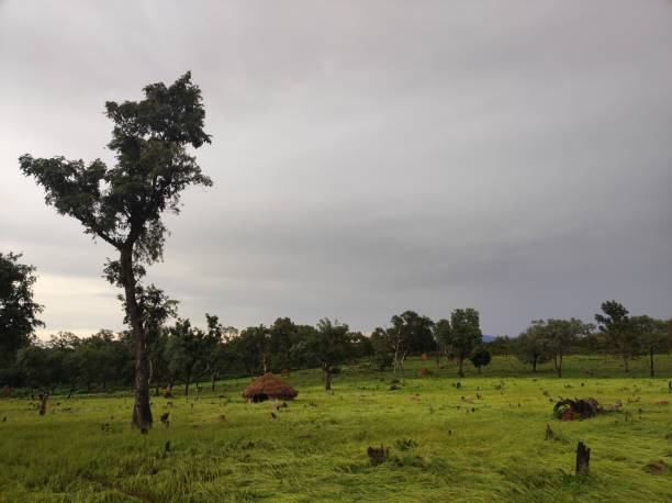 istock Peanut plantation fields on the Dande and Dindefelo plateau in Kedougou, Senegal 1436309145