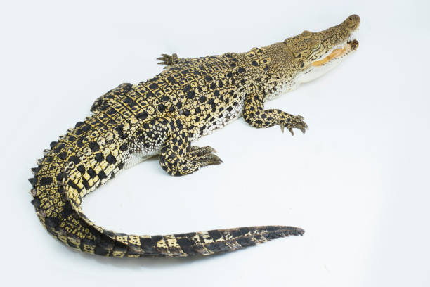 Saltwater crocodile Crocodylus porosus  on white background Saltwater crocodile Crocodylus porosus isolated on white background gavial stock pictures, royalty-free photos & images