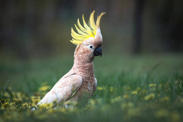istock Sulphur Crested Cockatoo (Cacatua galerita) 1436309269