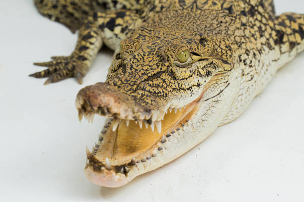 Saltwater crocodile Crocodylus porosus isolated on white background
