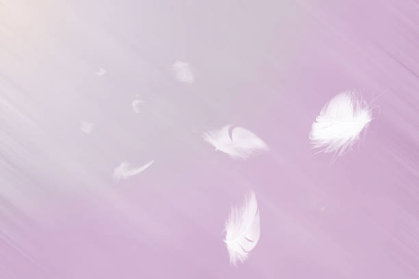 istock White feathers floating in the sky  purple pastel tone with sunlight 1436309416