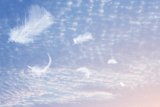 White feathers floating in the sky  pastel tone with sunlight. free space for add text or season,festival,baby products and other.