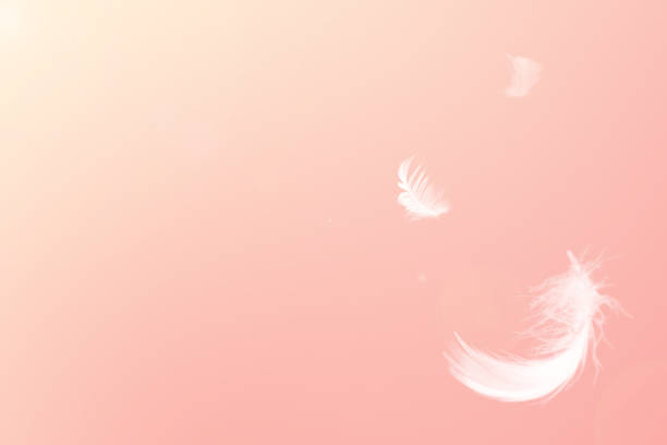 istock White feathers floating pink pastel tone with sunlight free space for add text or season,festival 1436309946