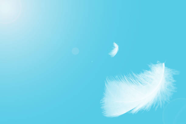 istock White feathers floating in the sky  pastel tone with sunlight. free space for add text or season,festival,baby products and other. 1436310004