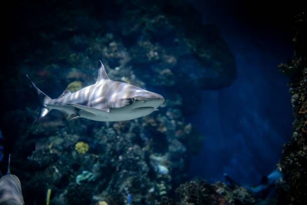 istock Shark swimming underwater inside the aquarium 1436311073