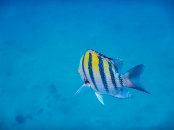 istock indopazific sergeant fish from behind in the blue sea 1436311457