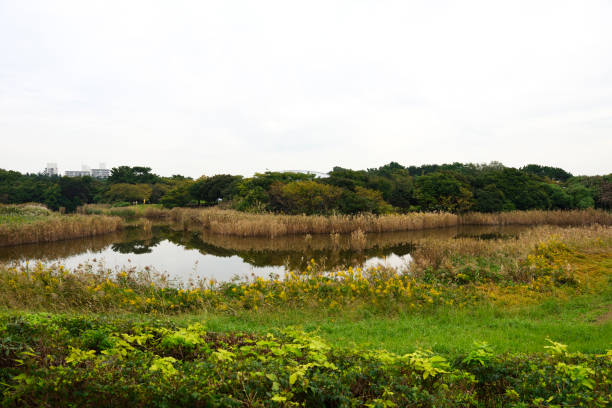 Bird-watching area in Kasai Rinkai Park, Tokyo in Autumn.