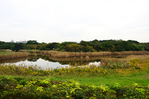 Bird-watching area in Kasai Rinkai Park, Tokyo in Autumn.
