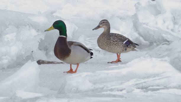 istock A pair of wild ducks on a frozen lake. 1436313962