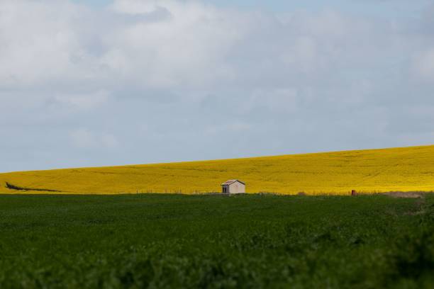 istock Aerial view of greenery and yellow canola fields 1436314027