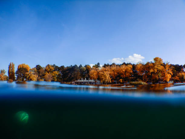 view to colorful trees in autumn while diving in a lake in austria