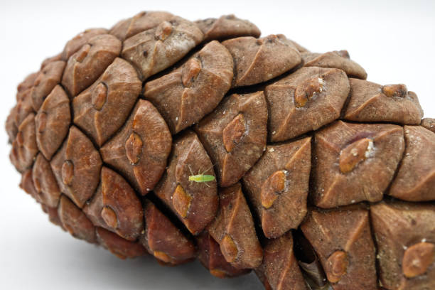 Pine Cone isolated on white background with the little green bug. Macro photography.