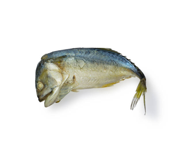 steamed mackerel on white background with clipping path - tuna tuna steak raw freshness imagens e fotografias de stock