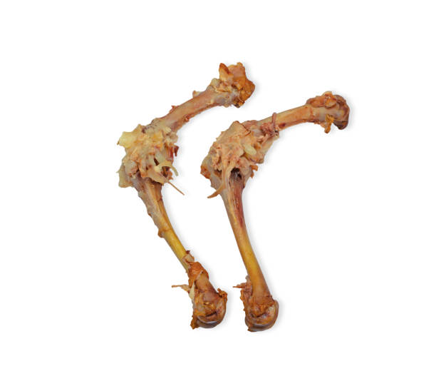 kość kurczaka izolowana na białym tle ze ścieżką przycinającą - meat raw animal skin naked zdjęcia i obrazy z banku zdjęć