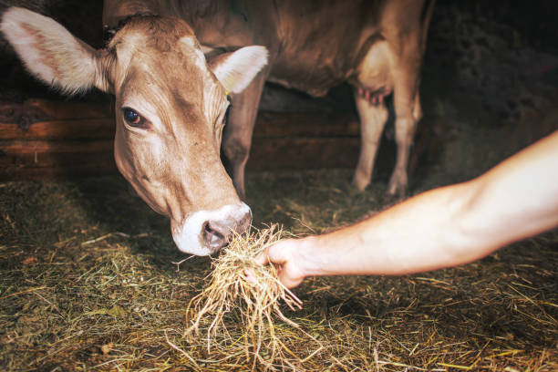 A cow with one hand giving her hay in a barn in northern Italy