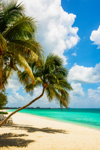 istock Tropical Beach in Caribbean 1436315950