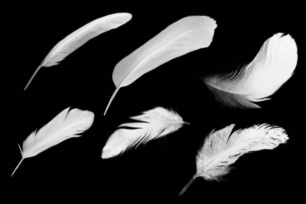istock white feather isolated on black background 1436316119