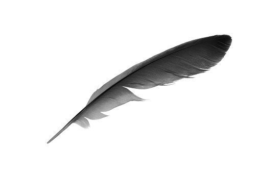 buzzard feather isolated on white