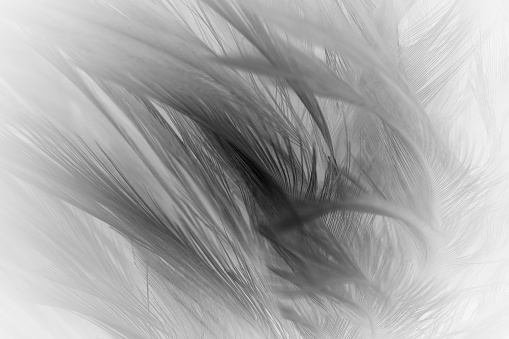 feather wool dark black with light abstract background