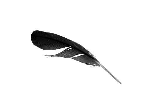 feather on white#aaAEwith clipping path)
