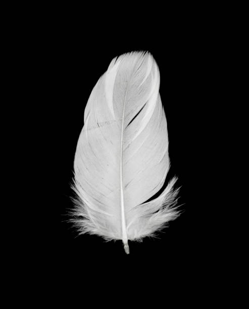 pena branca isolada em fundo preto - feather white macro bird - fotografias e filmes do acervo