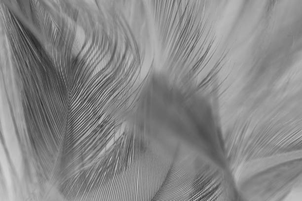 istock feather wool dark black with light abstract background 1436316350