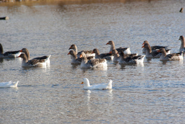 istock A flock of wild geese. 1436317287