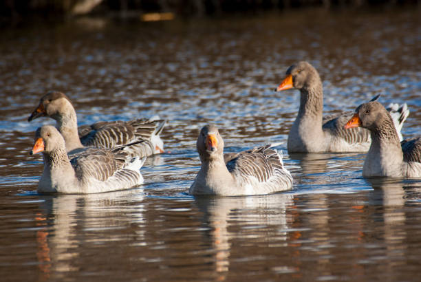 istock A flock of wild geese. 1436317312