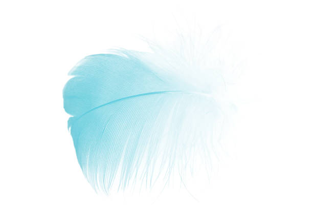 istock Beautiful feather color green turquoise isolated on white background 1436317316